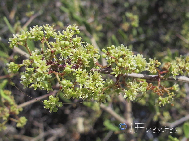 Maytenus senegalensis.14