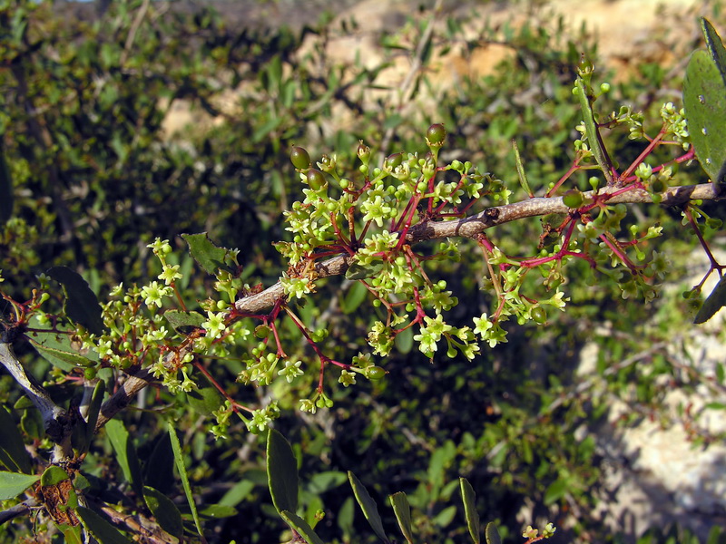 Maytenus senegalensis.02