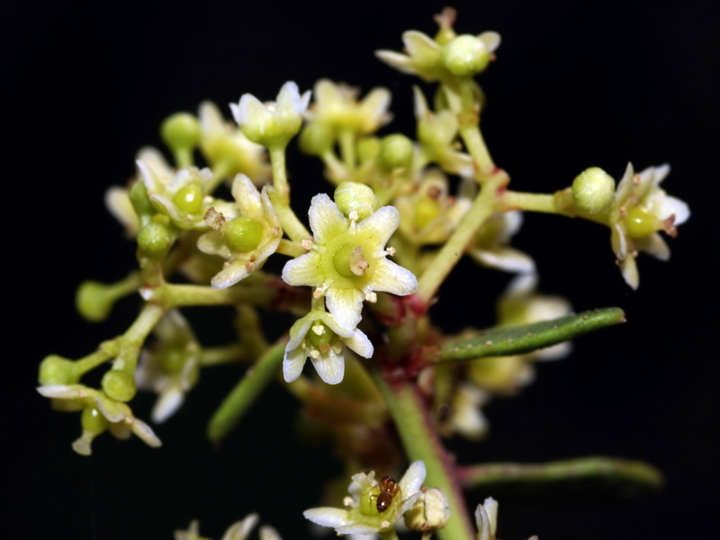 Maytenus senegalensis.04