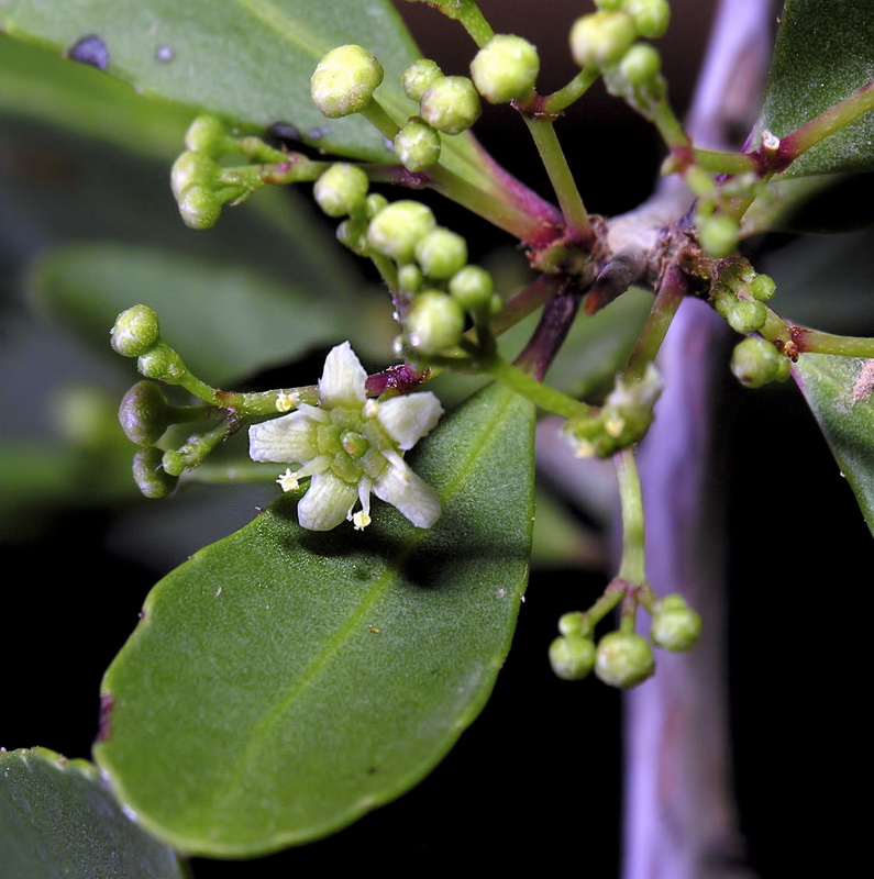 Maytenus senegalensis.05