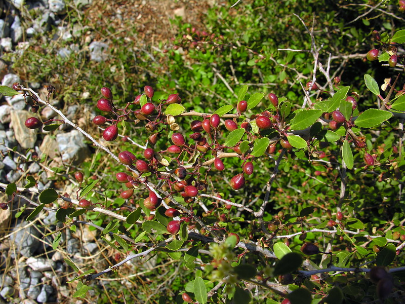 Maytenus senegalensis.06