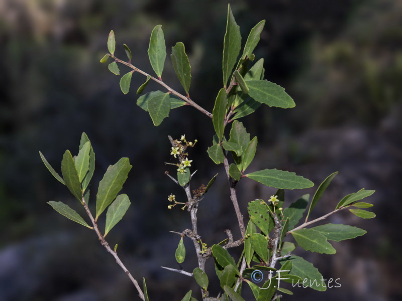 Maytenus senegalensis.17