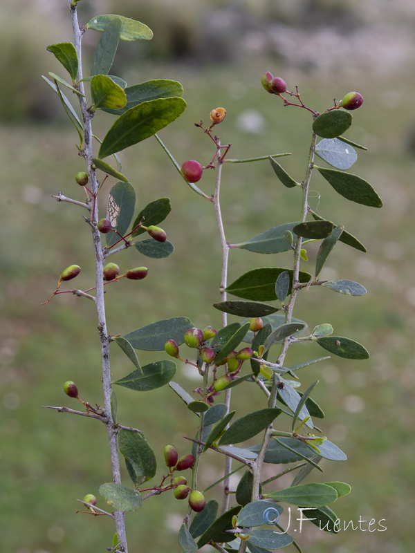 Maytenus senegalensis.19