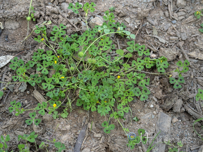 Medicago arabica.01