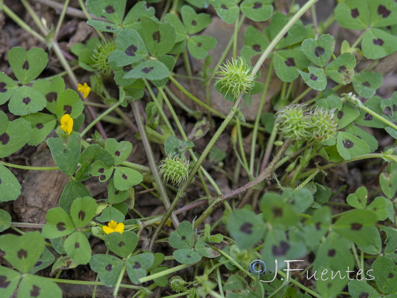 Medicago arabica.02