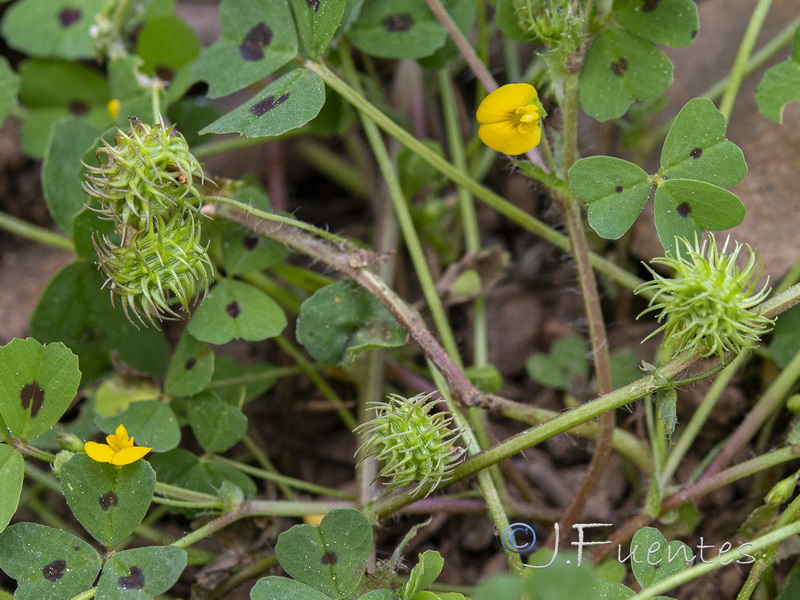 Medicago arabica.03