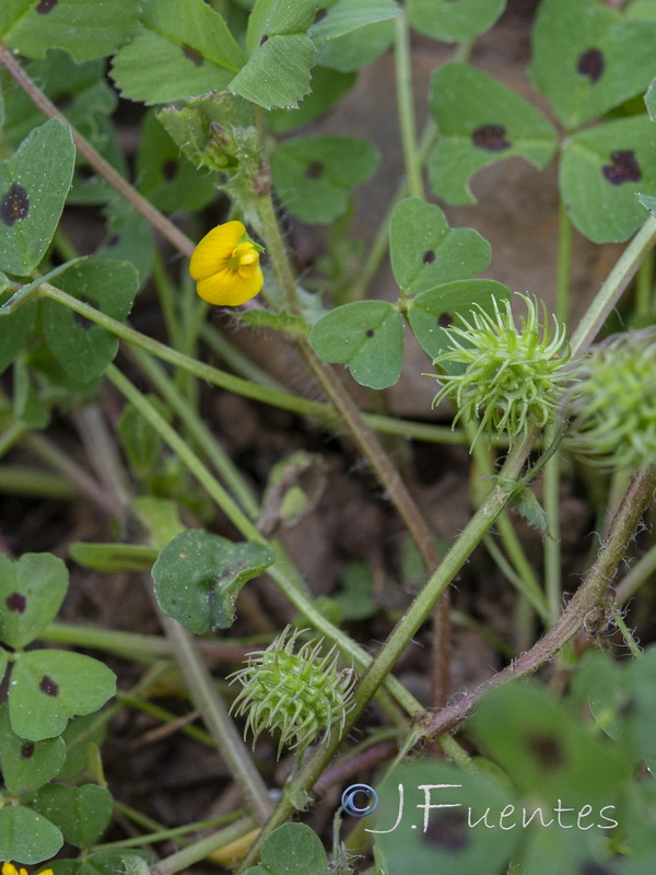 Medicago arabica.04