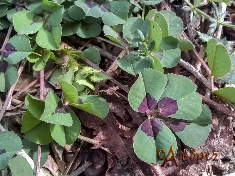 Medicago arabica.07