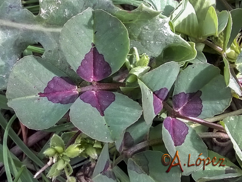 Medicago arabica.08