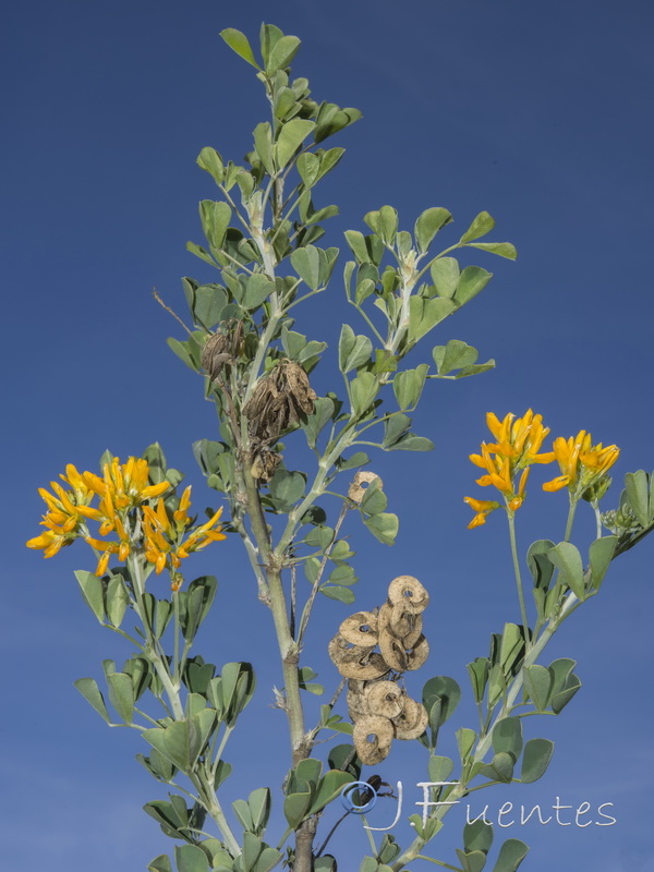 Medicago arborea.01