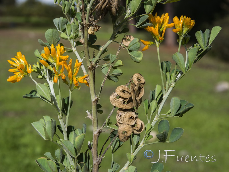 Medicago arborea.05