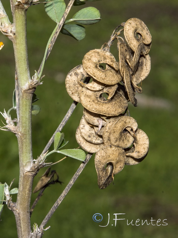 Medicago arborea.03