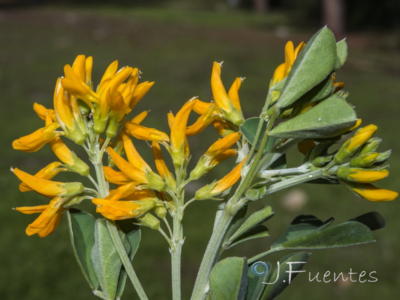Medicago arborea.04