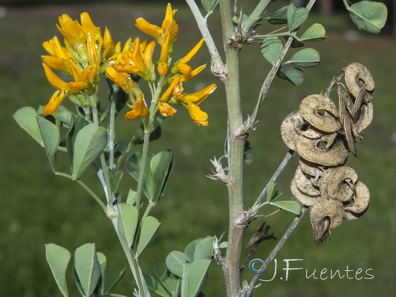 Medicago arborea.05