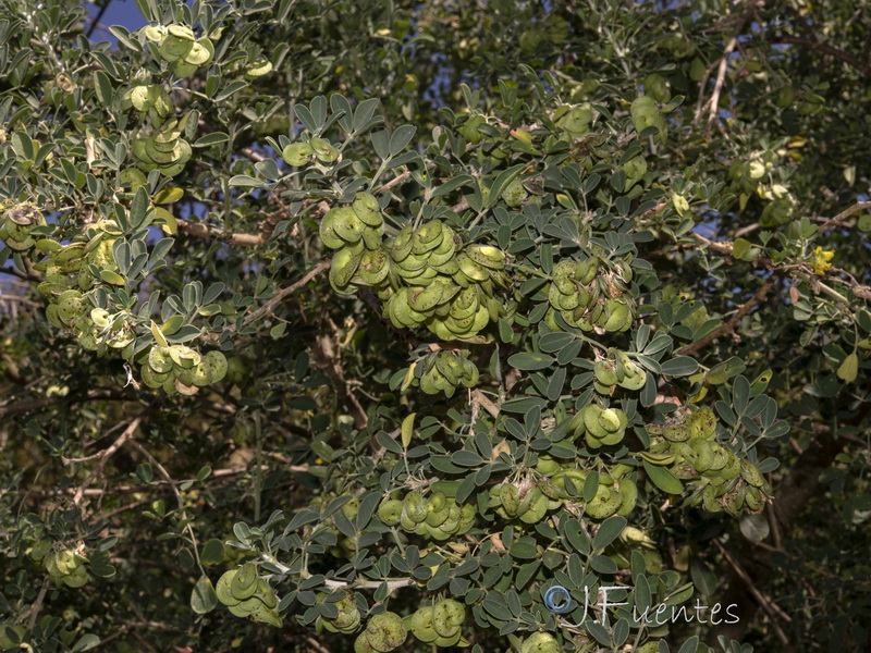 Medicago arborea.06