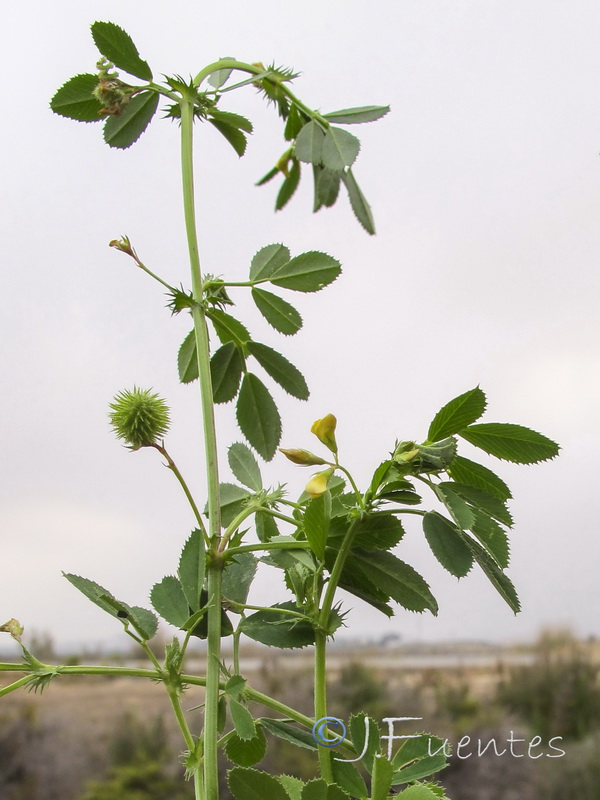 Medicago ciliaris.01