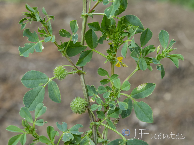 Medicago ciliaris.02