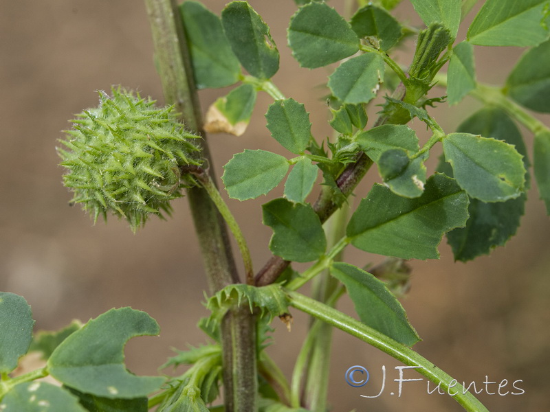 Medicago ciliaris.03