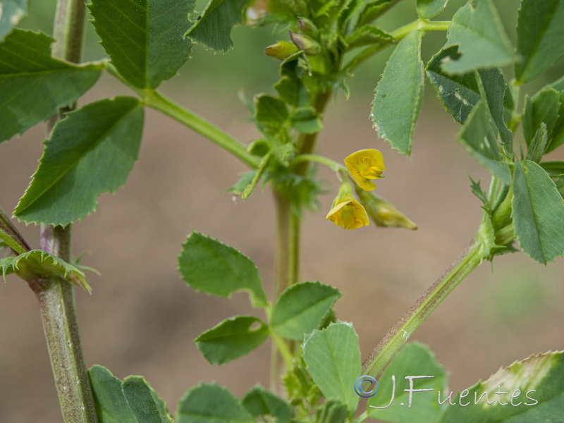 Medicago ciliaris.06