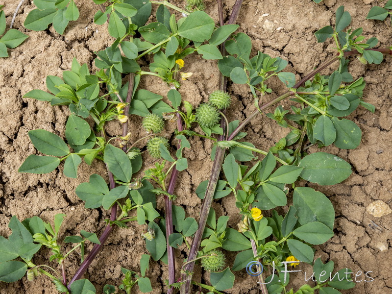 Medicago ciliaris.07