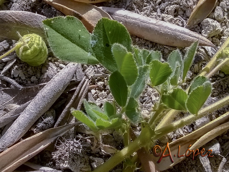 Medicago doliata.01