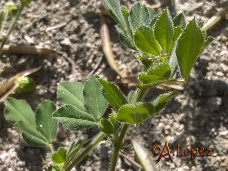 Medicago doliata.02