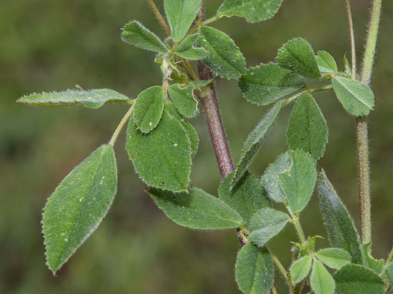 Medicago doliata.08