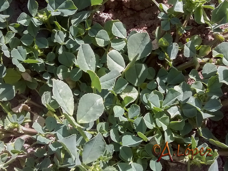 Medicago intertexta.01