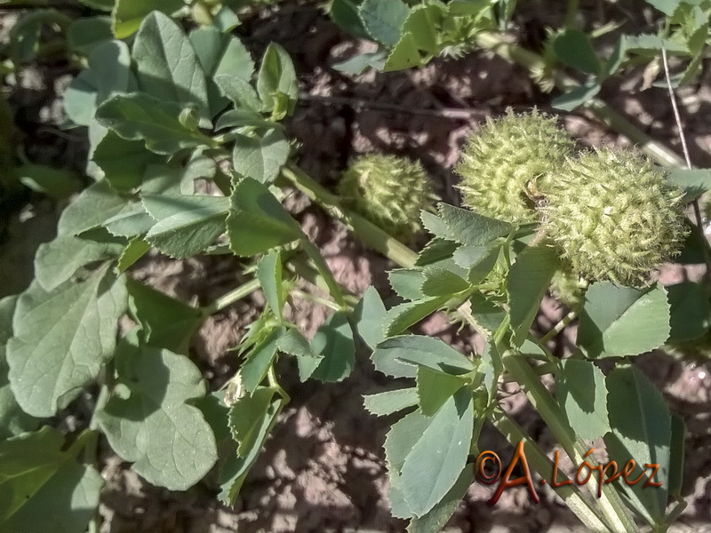 Medicago intertexta.05