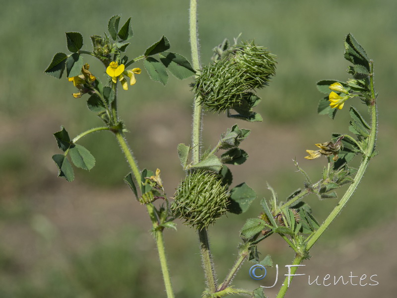 Medicago intertexta.02