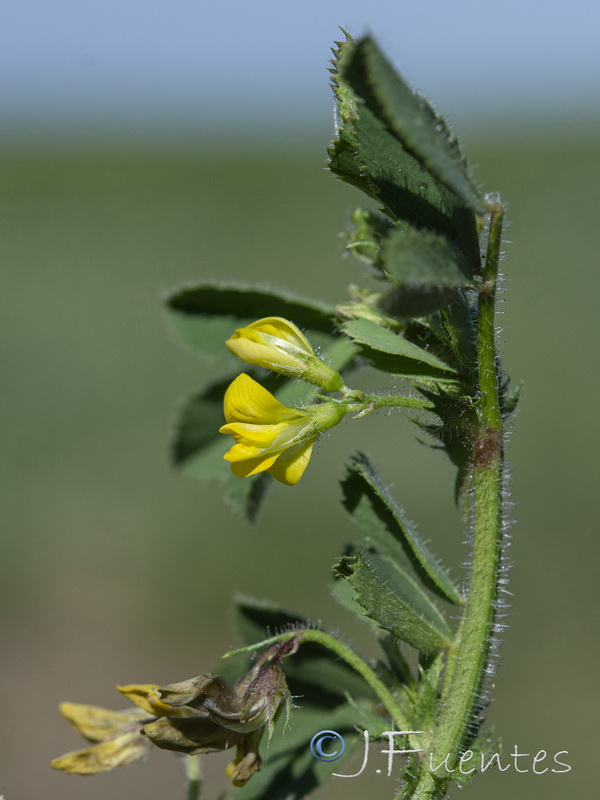 Medicago intertexta.03
