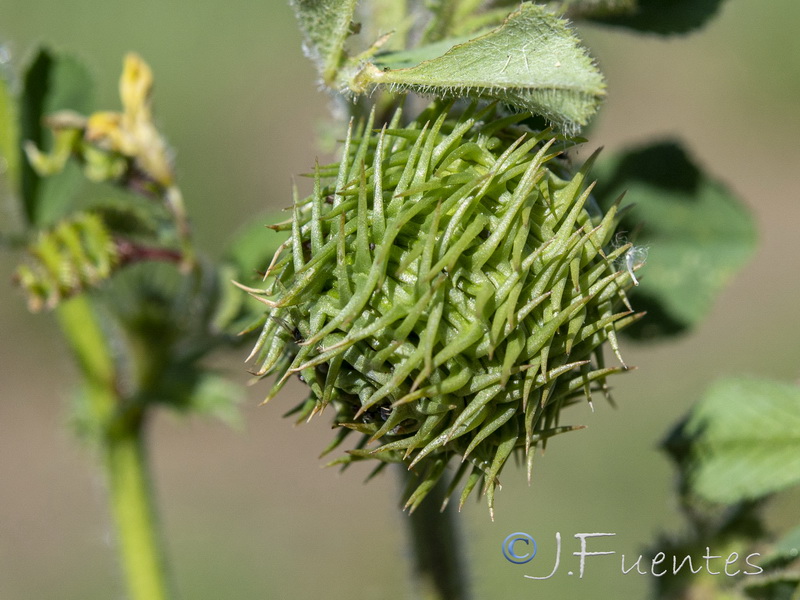 Medicago intertexta.07