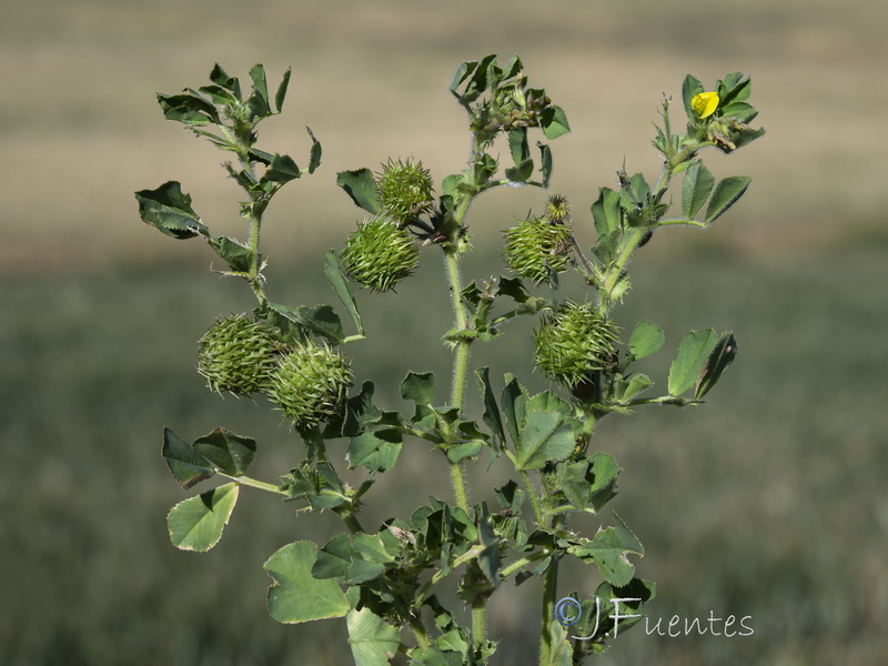 Medicago intertexta.12
