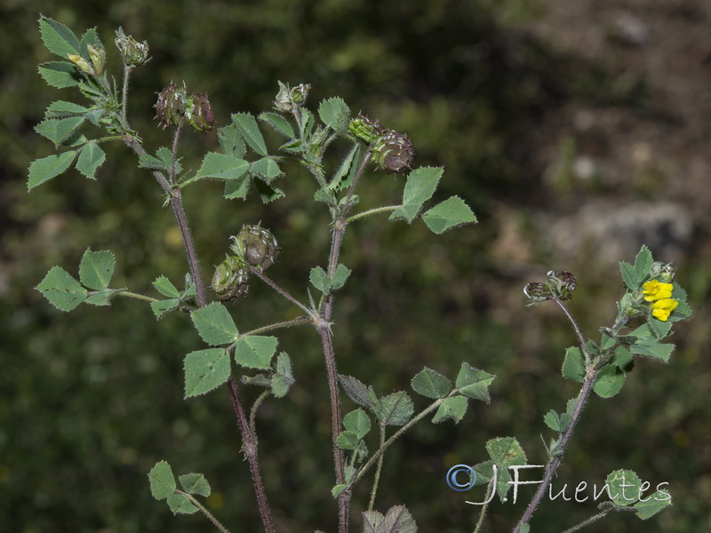 Medicago italica.01