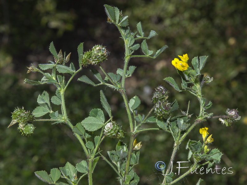 Medicago italica.02