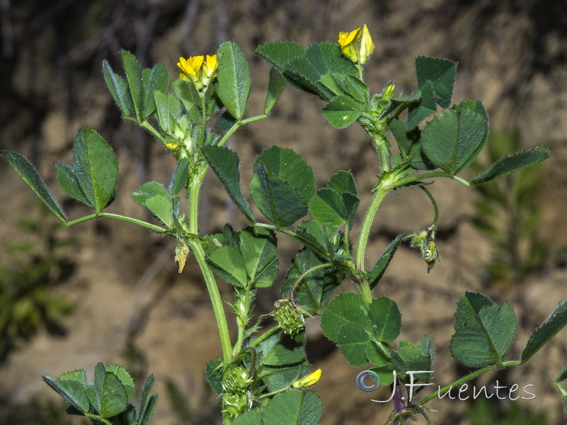 Medicago italica.03