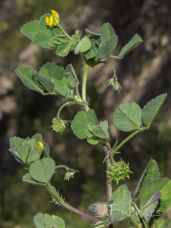 Medicago italica.04