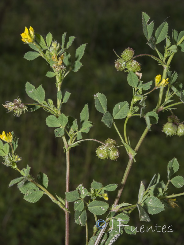 Medicago italica.05