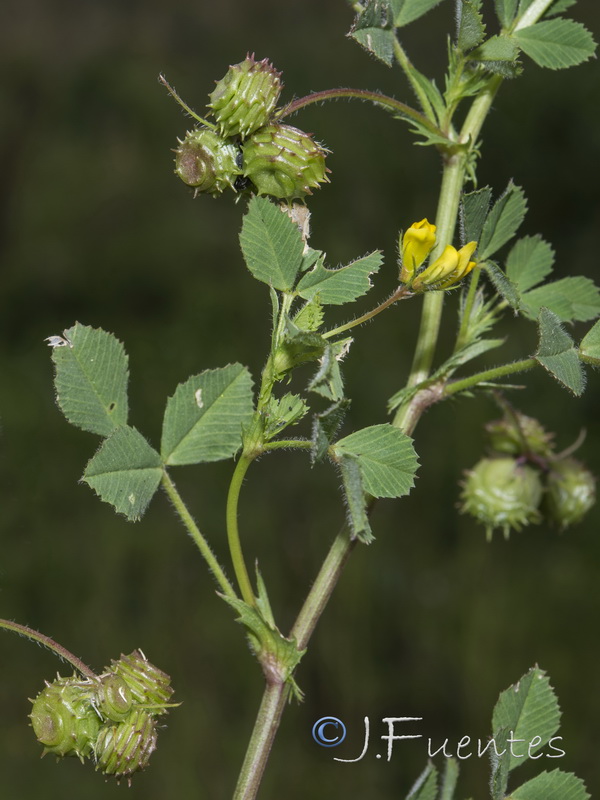 Medicago italica.06