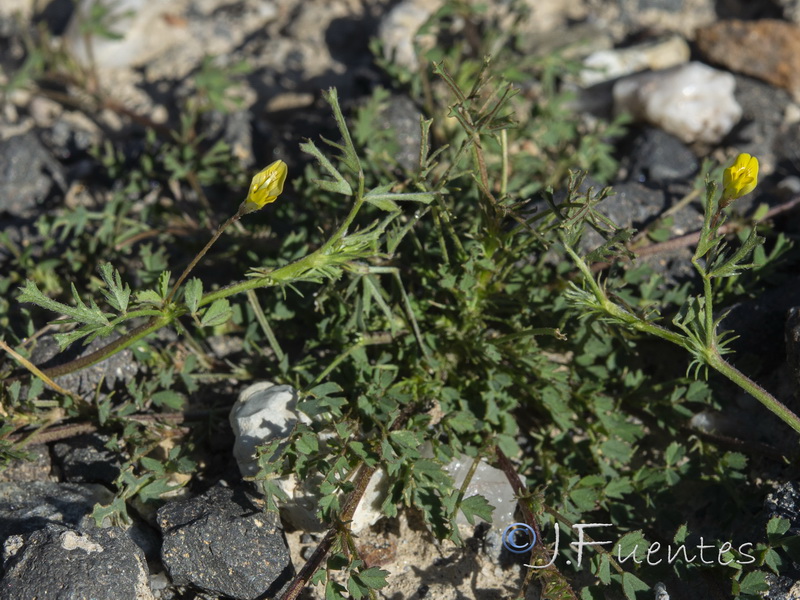 Medicago laciniata.04