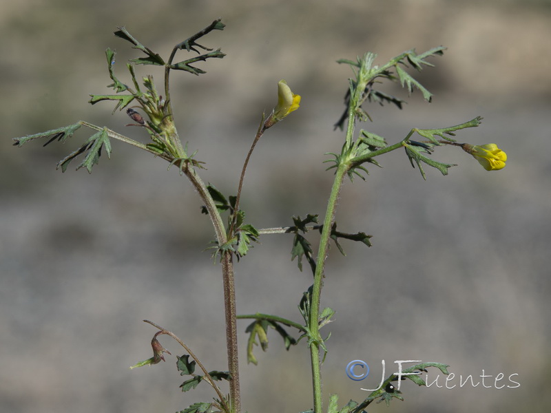 Medicago laciniata.05