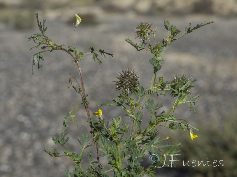 Medicago laciniata.06