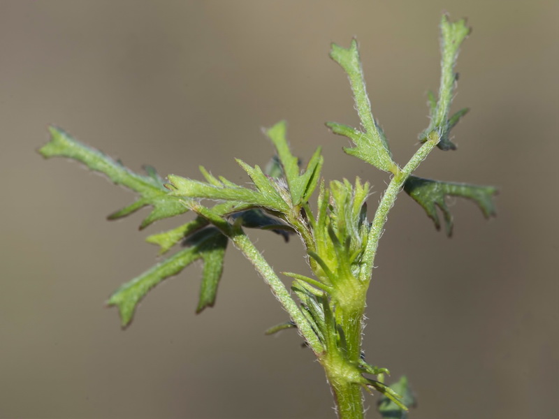 Medicago laciniata.11