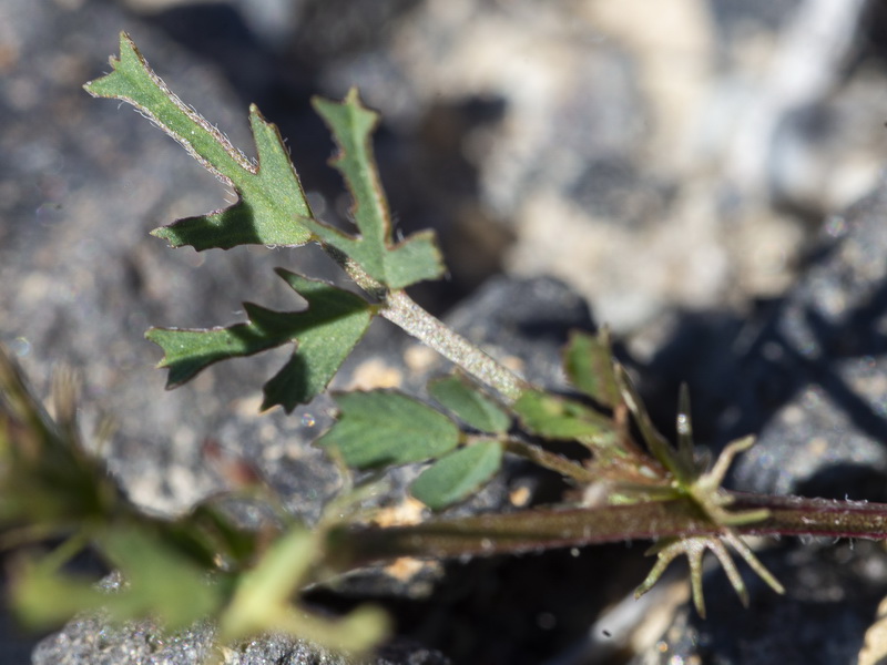 Medicago laciniata.13