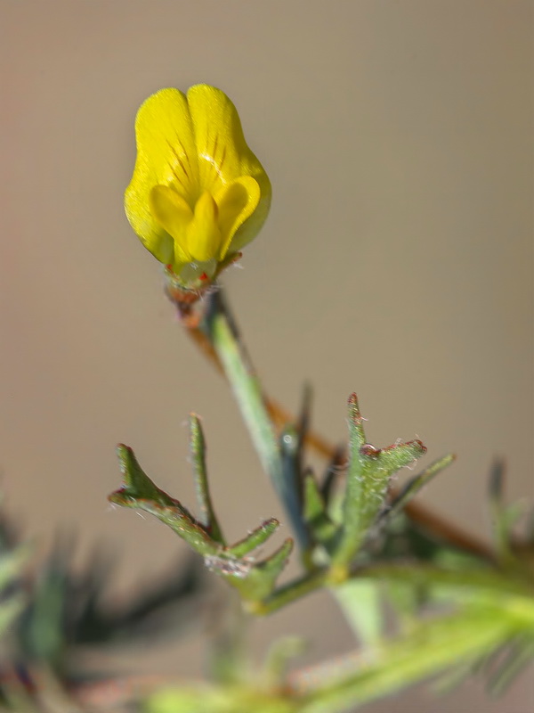 Medicago laciniata.14