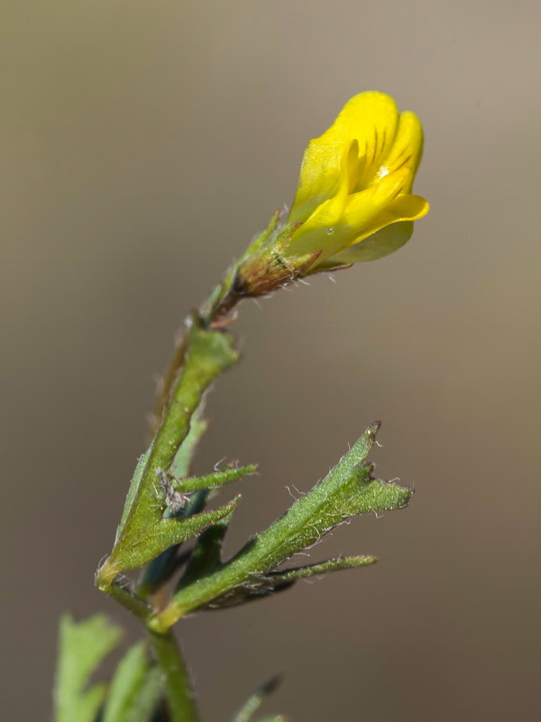 Medicago laciniata.15