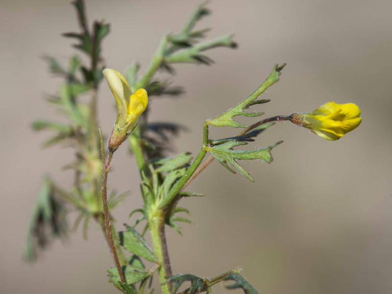 Medicago laciniata.17