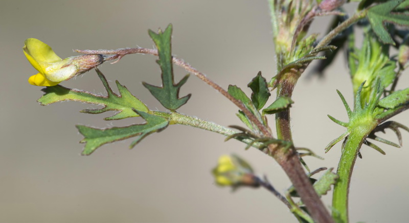 Medicago laciniata.18