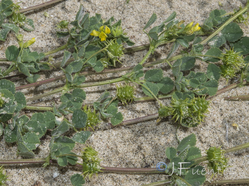 Medicago litoralis.01
