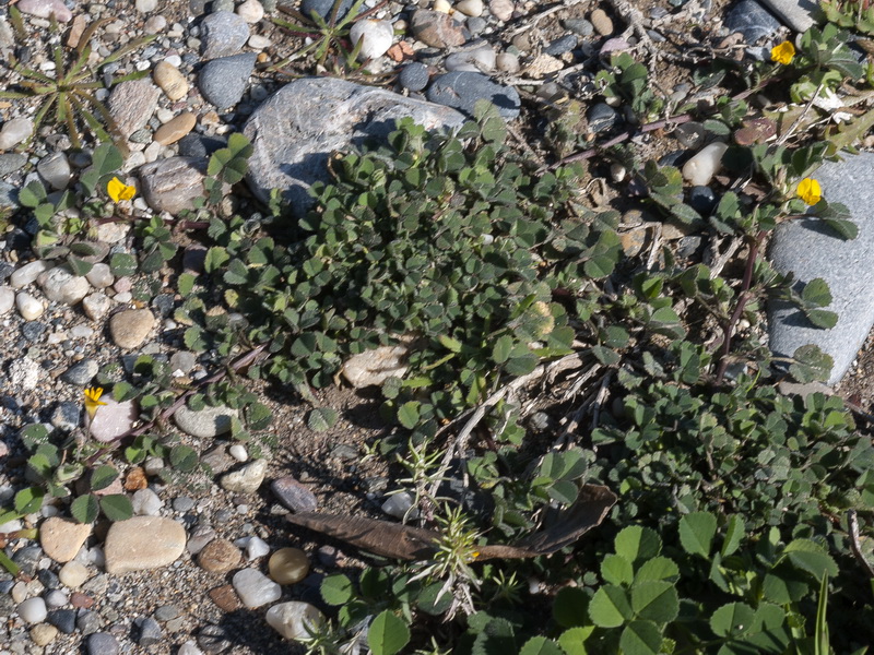 Medicago litoralis.03